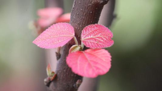 清新护眼绿色嫩芽图片桌面壁纸第0张