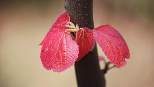 清新护眼绿色嫩芽图片桌面壁纸第4张