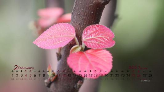 嫩芽图片 _ 第(1)张