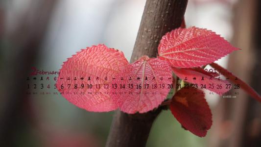 嫩芽图片 _ 第(3)张