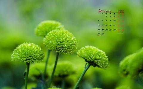 菊花第5张