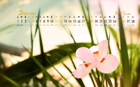 2017年2月春天里的花朵唯美高清桌面日历壁纸第1张