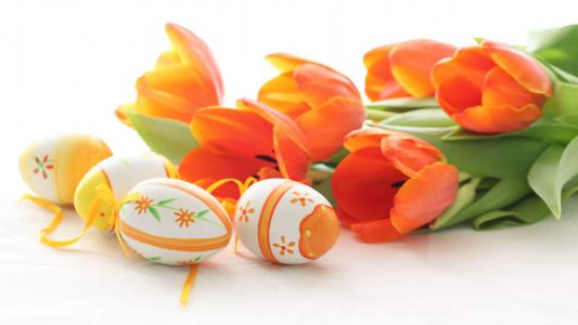 郁金香图片 _ 第(8)张