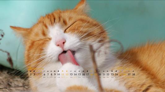 超可爱小猫图片高清手机壁纸第0张