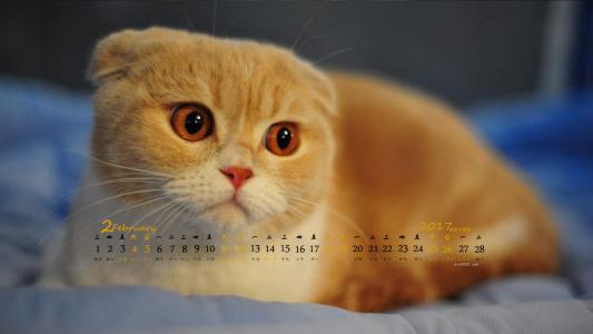 超可爱小猫图片高清手机壁纸第5张