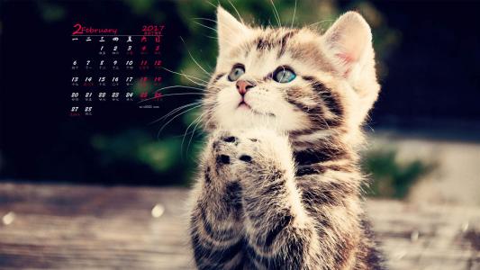 超可爱小猫图片高清手机壁纸第6张