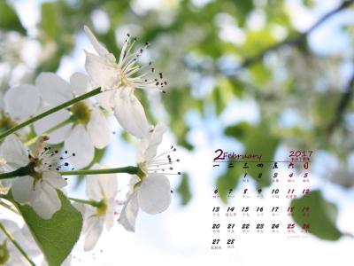 梨花图片图片 _ 第(2)张