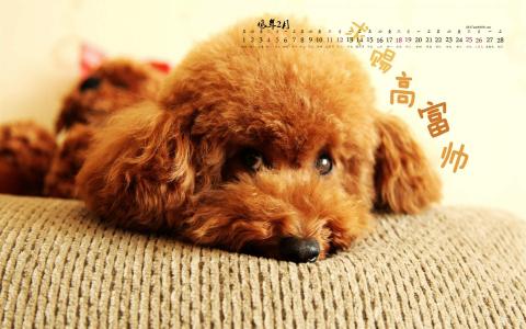 精选自然界中可爱动物高清电脑桌面壁纸下载（2）第2张