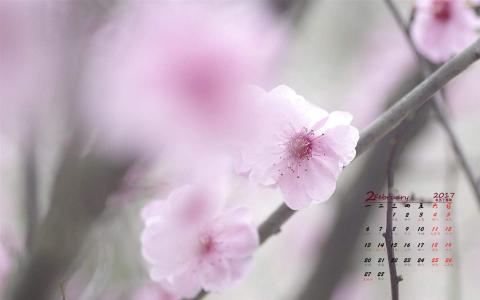 梅花图片 _ 第(3)张