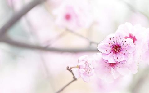 梅花第4张