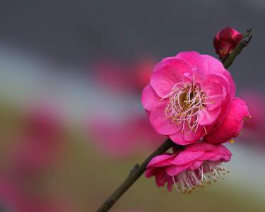 梅花第4张