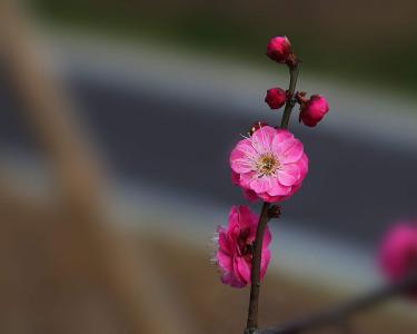 梅花第5张