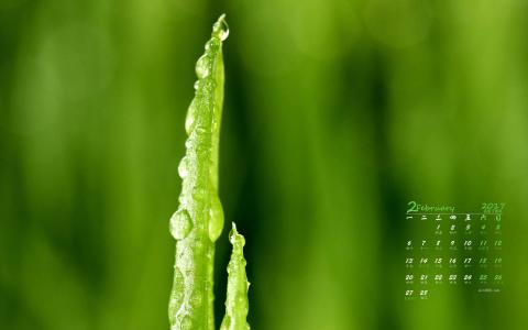 清新护眼绿色嫩芽图片桌面壁纸第4张