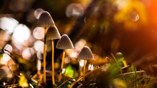 高清美丽的野生小蘑菇高清壁纸第5张