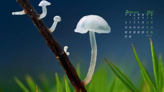 蘑菇图片 _ 第(5)张