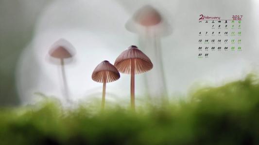 蘑菇图片 _ 第(6)张