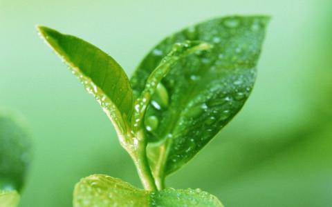 清新护眼绿色嫩芽图片桌面壁纸第5张