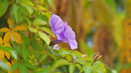 牵牛花第5张