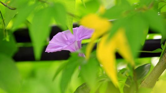 牵牛花第6张