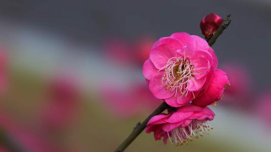 梅花第4张