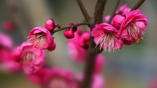 梅花第6张