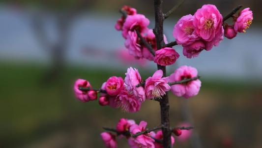 梅花图片 _ 第(10)张
