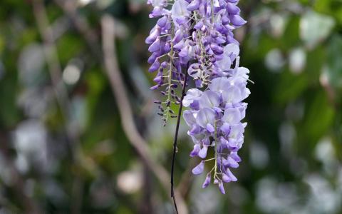 紫藤花瀑布高清桌面壁纸第3张