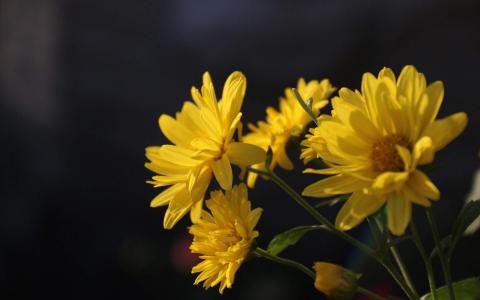 2019年11月金秋菊花唯美高清日历壁纸第4张