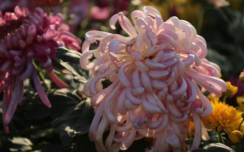 2019年11月金秋菊花唯美高清日历壁纸第5张