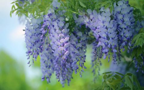 瀑布壁纸图片 _ 第(9)张