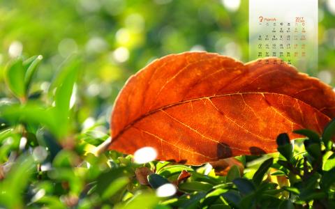 茂盛的树叶高清桌面壁纸第2张