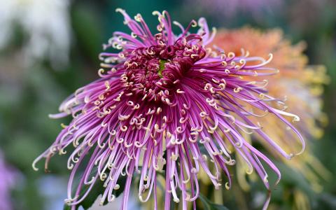 2017年11月红色鲜艳菊花图片日历壁纸第4张