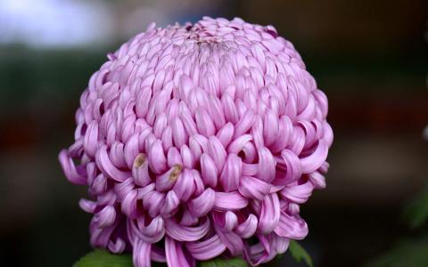 2017年11月红色鲜艳菊花图片日历壁纸第6张
