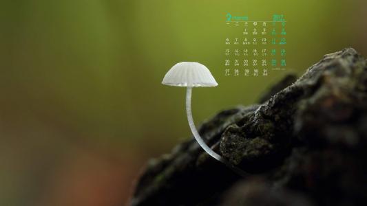 蘑菇图片 _ 第(5)张
