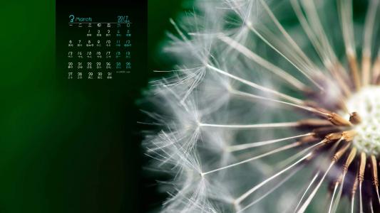 蒲公英图片 _ 第(6)张