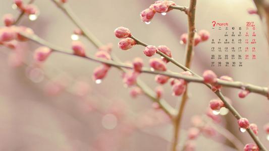 清新护眼绿色嫩芽图片桌面壁纸第0张