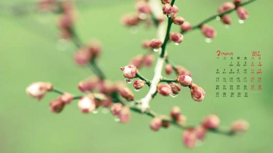 清新护眼绿色嫩芽图片桌面壁纸第3张