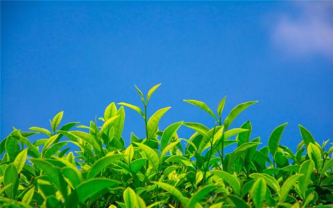 绿茶壁纸图片 _ 第(6)张