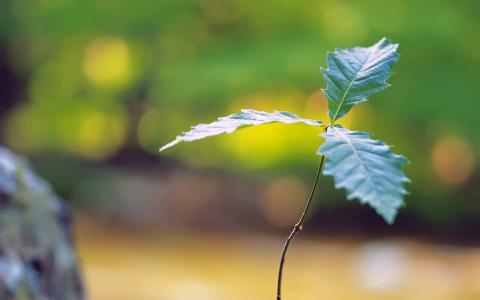 清新护眼绿色嫩芽图片桌面壁纸第4张