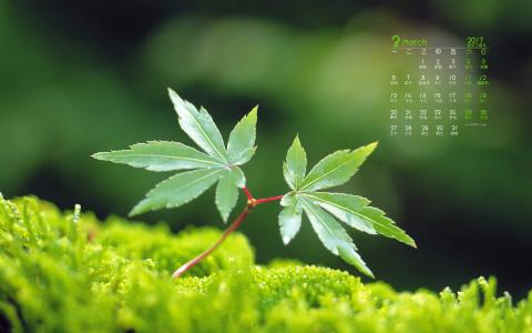 嫩芽图片 _ 第(2)张