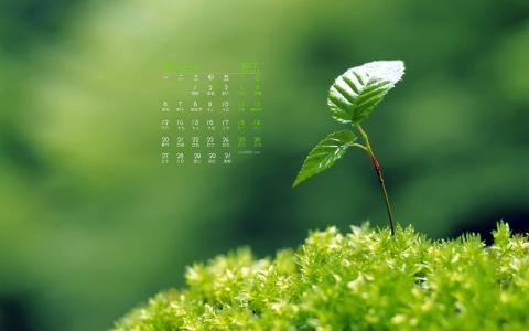 嫩芽图片 _ 第(3)张