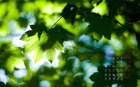 2017年3月逆光的叶子绿色护眼高清日历壁纸第1张