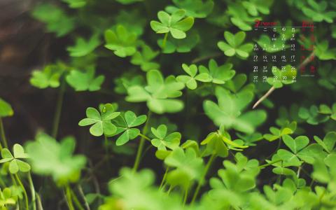 2017年5月小清新唯美四叶草高清桌面日历壁纸第6张