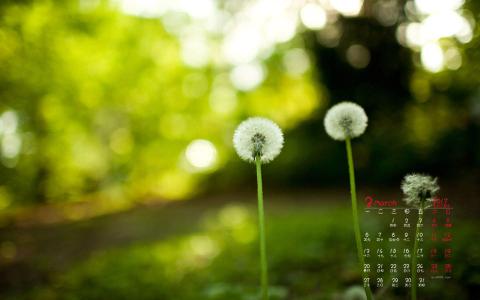 蒲公英小清新桌面壁纸下载第二辑第6张