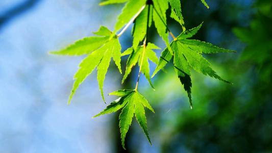 秋天的树叶风景摄影高清宽屏桌面壁纸第4张