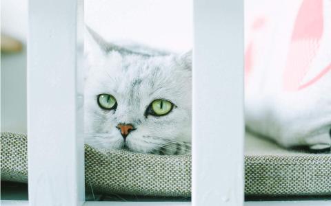 超可爱小猫图片高清手机壁纸第0张