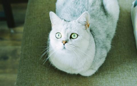 超可爱小猫图片高清手机壁纸第3张