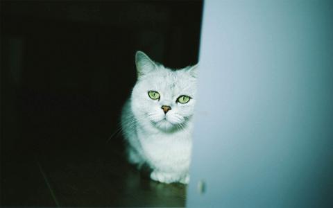 超可爱小猫图片高清手机壁纸第5张