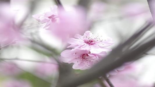梅花图片 _ 第(7)张