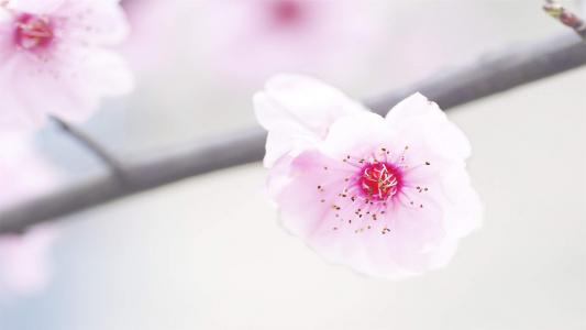 梅花图片 _ 第(8)张